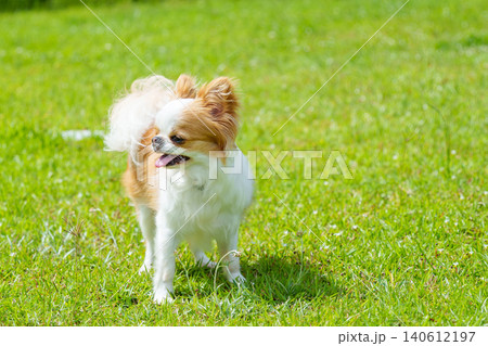 芝生の上でうれしそうに笑う犬のチワワ 140612197