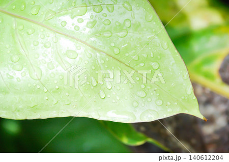 Anthurium Renaissance or Anthurium Renaissance leaf ,leaves or Anthurium leaf and rain droplet Anthurium Renaissance or Anthurium Renaissance leaf ,leaves or Anthurium leaf and rain droplet 140612204