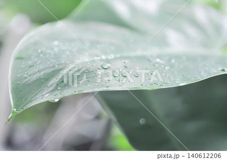 Aglaonema sp, Chinese Evergreen or ARACEAE or Aglaonema and rain droplet 140612206