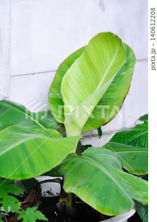 Musa balbisiana Colla., Musa martini Van Geert or banana tree or bicolor banana or Kluai Tani Dang or white and green banana leaf 140612208