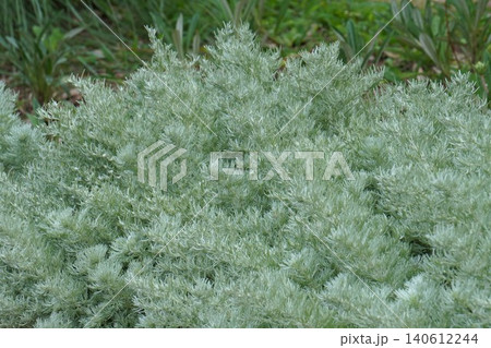 涼しげな葉っぱのアサギリソウ・2026年6月 涼しげな葉っぱのアサギリソウ・2026年6月 140612244