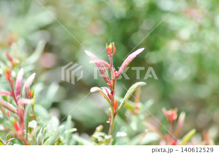 Butterfly Gaura, Gaura lindheimeri Engelm and A Gray or ONAGRACEAE or Siskiyou Pink or Gaura or Wandflower or red and green leaf 140612529