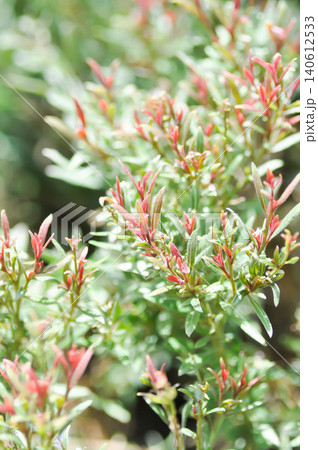 Butterfly Gaura, Gaura lindheimeri Engelm and A Gray or ONAGRACEAE or Siskiyou Pink or Gaura or Wandflower or red and green leaf 140612533
