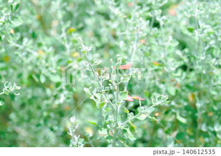 saltbush or Atriplex nummularia, Atriplex semibaccata or  Australian saltbush or Chenopodium curvispicatum or Old man saltbush or Salt Bush or silver leaf 140612535