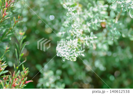saltbush or Atriplex nummularia, Atriplex semibaccata or Australian saltbush or Chenopodium curvispicatum or Old man saltbush or Salt Bush or silver leaf saltbush or Atriplex nummularia, Atriplex semibaccata or Australian saltbush or Chenopodium curvispicatum or Old man saltbush or Salt Bush or silver leaf 140612538