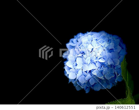 紫陽花 紫陽花 140612551
