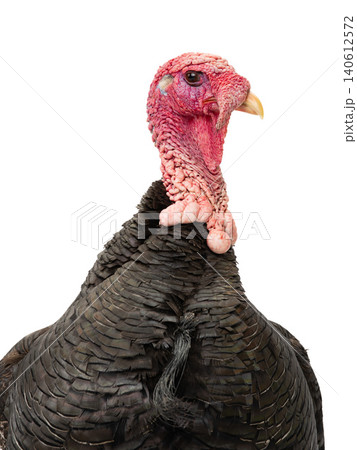 portrait turkey isolated on a white background. 140612572