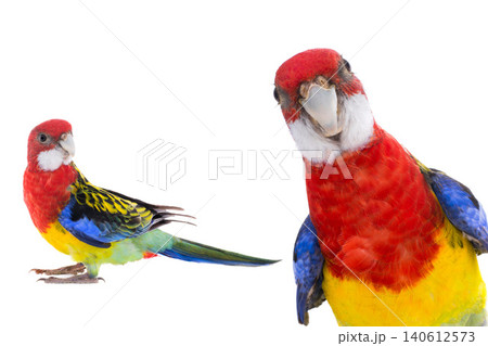 two parrot Rosella parrot isolated two parrot Rosella parrot isolated 140612573
