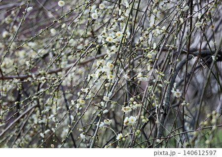 爽やか 白梅 シダレウメの花 爽やか 白梅 シダレウメの花 140612597