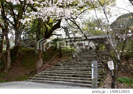 福岡県朝倉市　秋月城跡の長屋門と秋月杉の馬場と満開桜 140612603