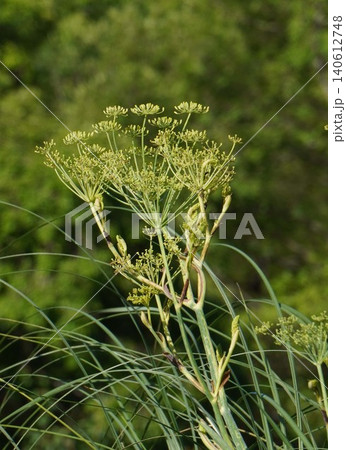 ウイキョウの花・2026年6月 140612748