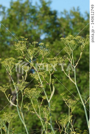 ウイキョウの花・2026年6月 140612749