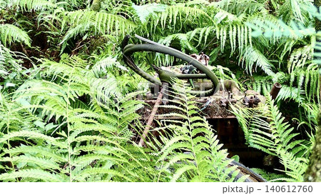 東京都小笠原諸島父島の森に佇む軍用トラックの残骸 東京都小笠原諸島父島の森に佇む軍用トラックの残骸 140612760