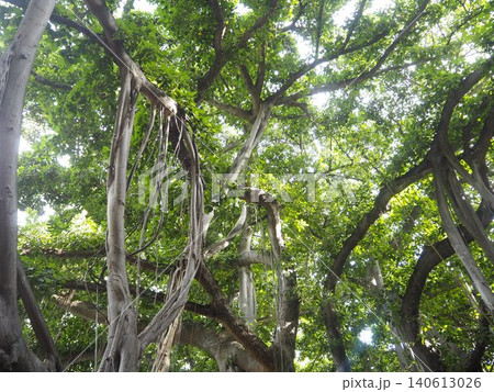 ハワイのバニヤンツリー 熱帯の巨木と気根が生い茂る神秘的な風景 ハワイのバニヤンツリー 熱帯の巨木と気根が生い茂る神秘的な風景 140613026
