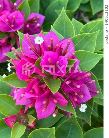 Vibrant Pink Bougainvillea Flower Cluster 140613102
