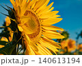 Sunflower half cropped disc texture petals blue sky Sunflower half cropped disc texture petals blue sky 140613194