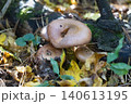 Honey fungus cluster growing at mossy tree base autumn Honey fungus cluster growing at mossy tree base autumn 140613195