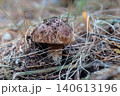 Young porcini mushroom dirty cap pine needle forest floor Young porcini mushroom dirty cap pine needle forest floor 140613196