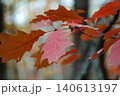 Red oak pink brown autumn leaves branch warm bokeh Red oak pink brown autumn leaves branch warm bokeh 140613197