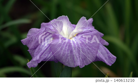 美しき花菖蒲 美しき花菖蒲 140613210