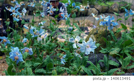 青いケシの花 青いケシの花 140613491