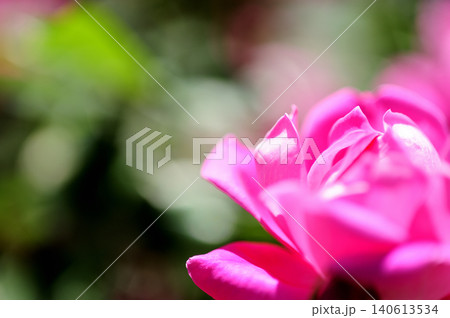 近所で見たバラの花 140613534