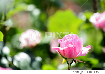 近所で見たバラの花 近所で見たバラの花 140613535