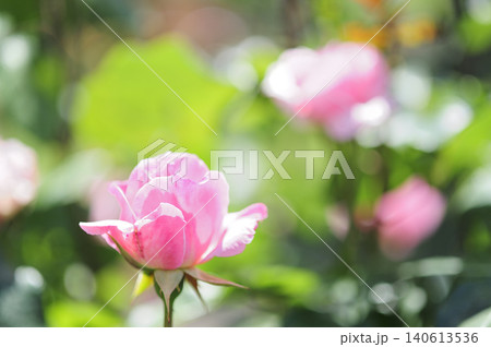 近所で見たバラの花 140613536