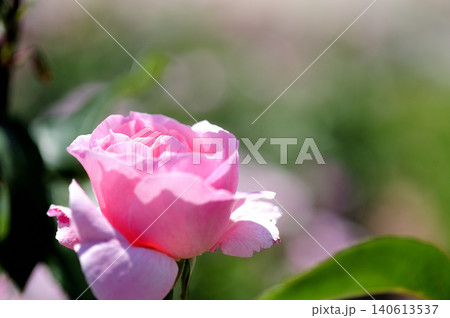 近所で見たバラの花 近所で見たバラの花 140613537