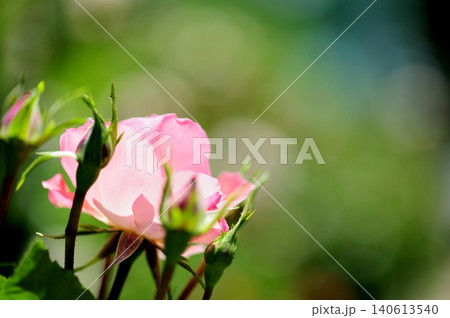 近所で見たバラの花 140613540