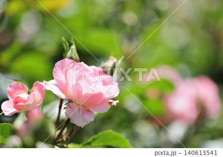 近所で見たバラの花 近所で見たバラの花 140613541