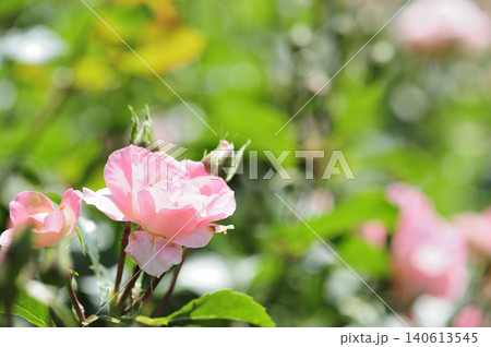 近所で見たバラの花 近所で見たバラの花 140613545