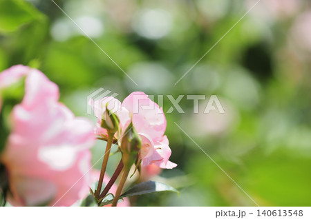 近所で見たバラの花 近所で見たバラの花 140613548