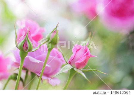 近所で見たバラの花 近所で見たバラの花 140613564