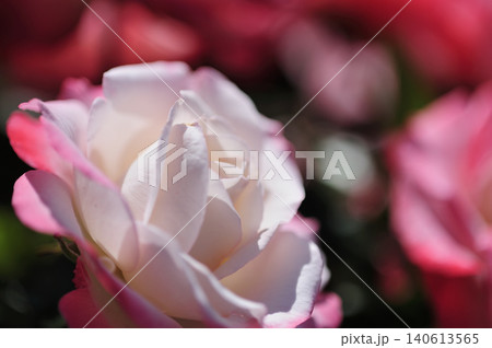 近所で見たバラの花 近所で見たバラの花 140613565