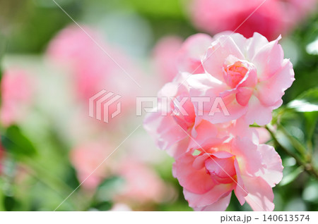 近所で見たバラの花 近所で見たバラの花 140613574