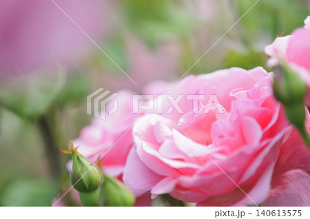 近所で見たバラの花 140613575