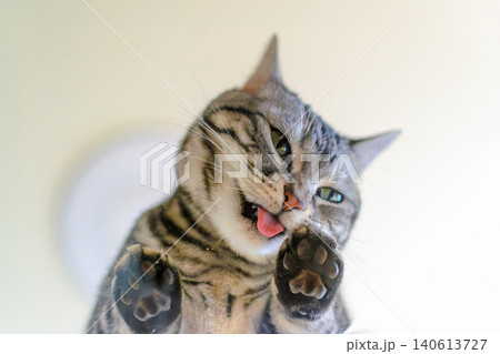 透明なテーブルにこぼれたマタタビの粉を舐める猫 透明なテーブルにこぼれたマタタビの粉を舐める猫 140613727