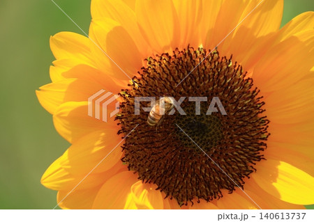 太陽の花 太陽の花 140613737
