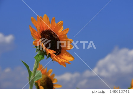 太陽の花 太陽の花 140613741