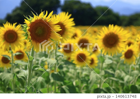 太陽の花 太陽の花 140613748