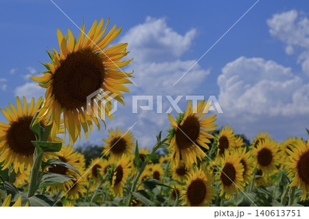 太陽の花 太陽の花 140613751