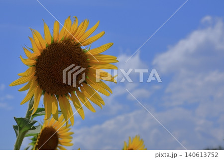 太陽の花 140613752