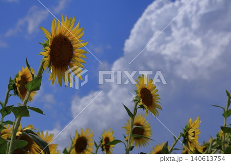 太陽の花 140613754