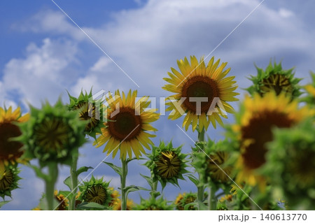 太陽の花 太陽の花 140613770