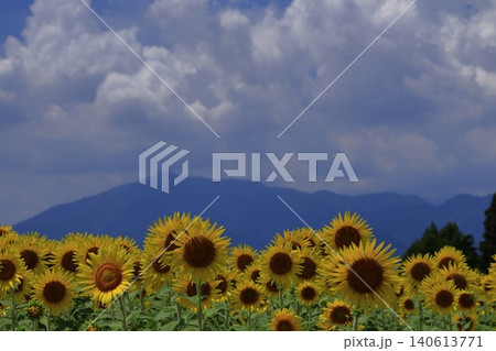 太陽の花 太陽の花 140613771