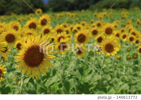 太陽の花 太陽の花 140613772