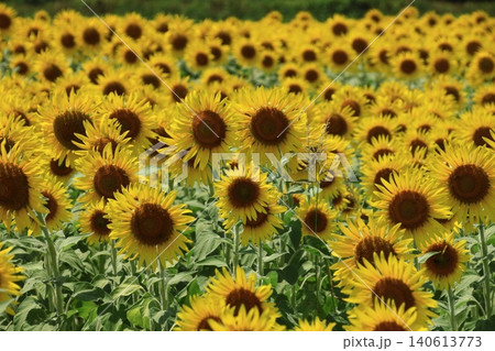 太陽の花 太陽の花 140613773