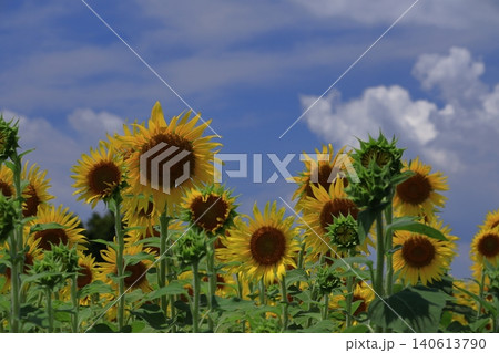 太陽の花 太陽の花 140613790