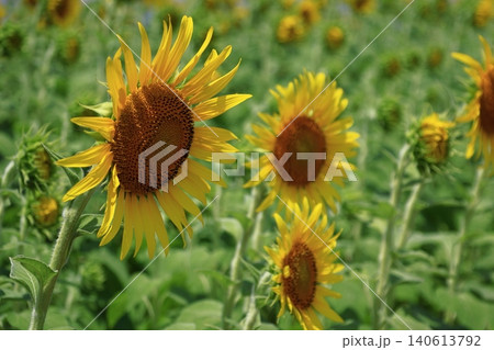 太陽の花 太陽の花 140613792